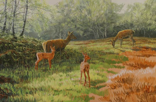 Red deer hinds and calves picture